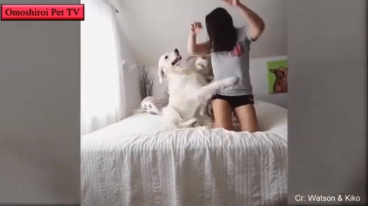 「6秒で笑える」最高におもしろい犬のハプニング, 失敗動画集・かわいい犬