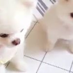 【癒され動画】可愛すぎる動物たち！おもしろ！ハプニング！犬 猫 動物 爆笑＃72891217