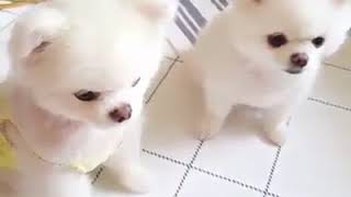 【癒され動画】可愛すぎる動物たち！おもしろ！ハプニング！犬 猫 動物 爆笑＃72891217