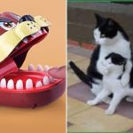 「面白い動物」あり得ないことをする犬, 猫・おもしろ犬, 猫のハプニング, 失敗集 #257 (Funny cat and crocodile movie toy part 2 )