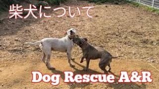 柴犬(しばいぬ)について･･･Dog Rescue A&R