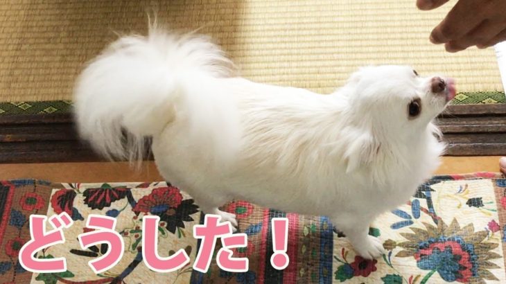 【何かある】犬が珍しく尻尾を振っている！！/[There is something] Dogs are waving their tails unusually! !