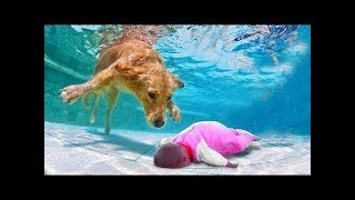 敏感犬のビデオ – レスキュー犬が溺れた | Love Pet TV