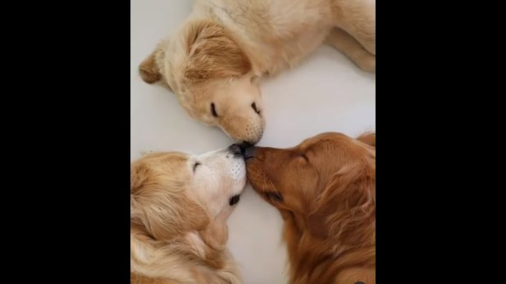 19 絶対笑う 最高におもしろ犬 猫 動物のハプニング 失敗画像集 17 Dougabu イヌ課