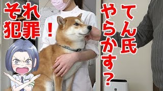 【京の柴犬】てんちゃん、一線を越える⁉　太郎の犬モノガタリ＃１１０