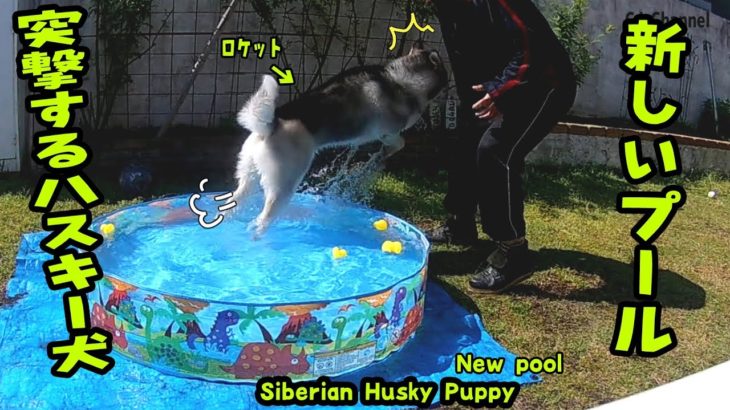新しいプールに喜ぶハスキー犬が可愛い Husky Puppy
