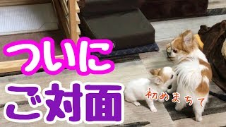 【puppy dog】子犬が初めて我が家にやってきた【かわいい犬】【chihuahua】【cute dog】【ペット動画】