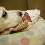 【犬と赤ちゃん仲良し】最高におもしろい赤ちゃんと犬のハプニング・赤ちゃんと犬絶妙な関係 #3