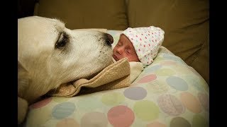 【犬と赤ちゃん仲良し】最高におもしろい赤ちゃんと犬のハプニング・赤ちゃんと犬絶妙な関係 #3