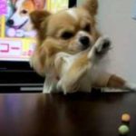 おもしろい犬チワワ　おやつ食べたい！！.MOV