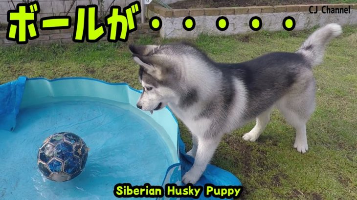 ボールがプールに入って興奮してるハスキー犬がかわいい　Husky Puppy