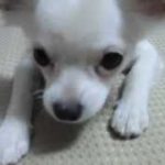 【我が家のトカゲ犬】 Adorable dog lizard