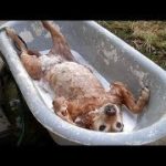 「絶対に笑う」あり得ないことをする犬★おもしろい犬のハプニング, 失敗画像集 #46