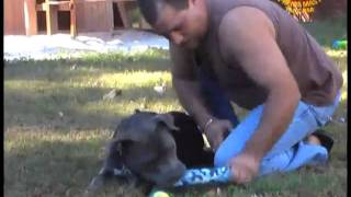 08 04AW1785ピットブルラブ：忠実な犬達の命を救う
