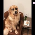 「最高におもしろ犬」かわいいゴールデンレトリバー犬のハプニング, 失敗動画集 #9