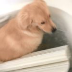 お風呂に落ちる犬