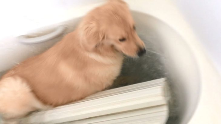 お風呂に落ちる犬