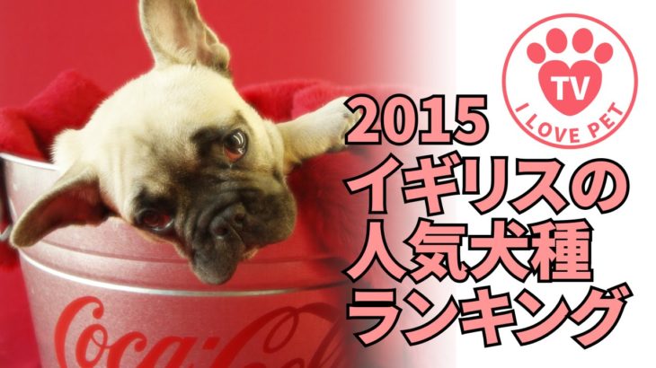 [ペット情報通#3]2015イギリスの人気犬種ランキング –  胸キュン!!