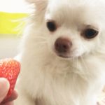 犬のチワワはイチゴが大好きです。/Dog Chihuahua loves strawberries.