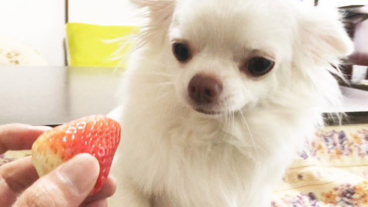 犬のチワワはイチゴが大好きです。/Dog Chihuahua loves strawberries.