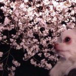【犬と夜桜】チワワのコハクさん！はじめての花見だわん/【Dog and night sakura】 Chihuahua’s amber! First time sakura viewing bowl