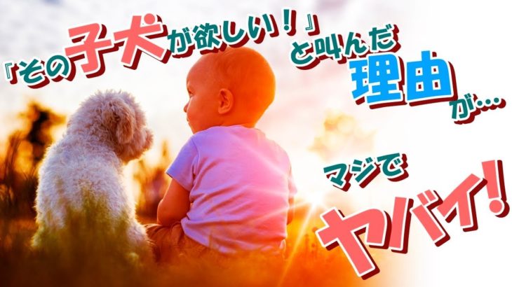 【泣ける/感動】子犬と障害ある少年のトキメキ劇的ストーリー【ネットで話題沸騰！】