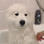 お風呂に入るサモエド犬🚿 その何ともいえない表情がかわいい😶❣️【PECO TV】