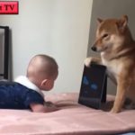 犬と赤ちゃんの戦い・犬に怒られた赤ちゃんの面白い動画・犬と赤ちゃんのハプニング #3
