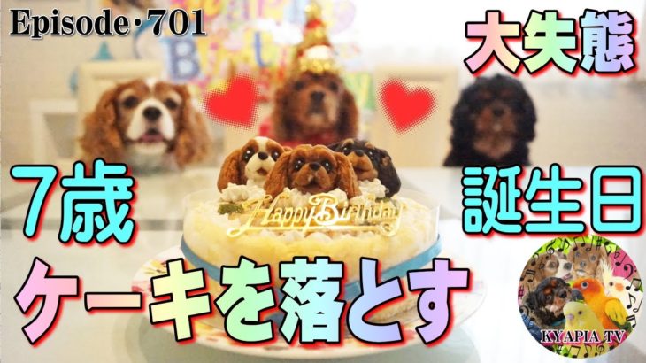 ハプニング！犬用誕生日ケーキを落とす701｜おもしろいかわいい動物ペット動画