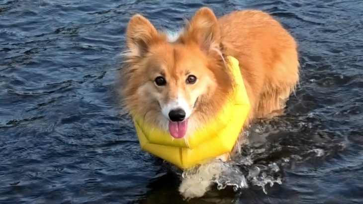 いぬかきロクさん / Roku swim & walk 20190725 dog paddle コーギー 犬 ワンパチ Yamper