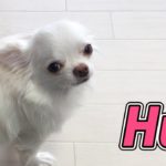 【かわいい犬】お願いチワワ！抱っこしてほしい！/[Cute dog] Please Chihuahua! I want to hug!
