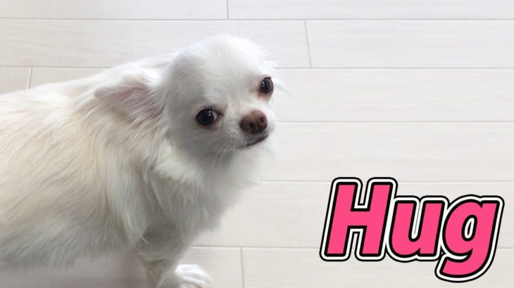 【かわいい犬】お願いチワワ！抱っこしてほしい！/[Cute dog] Please Chihuahua! I want to hug!