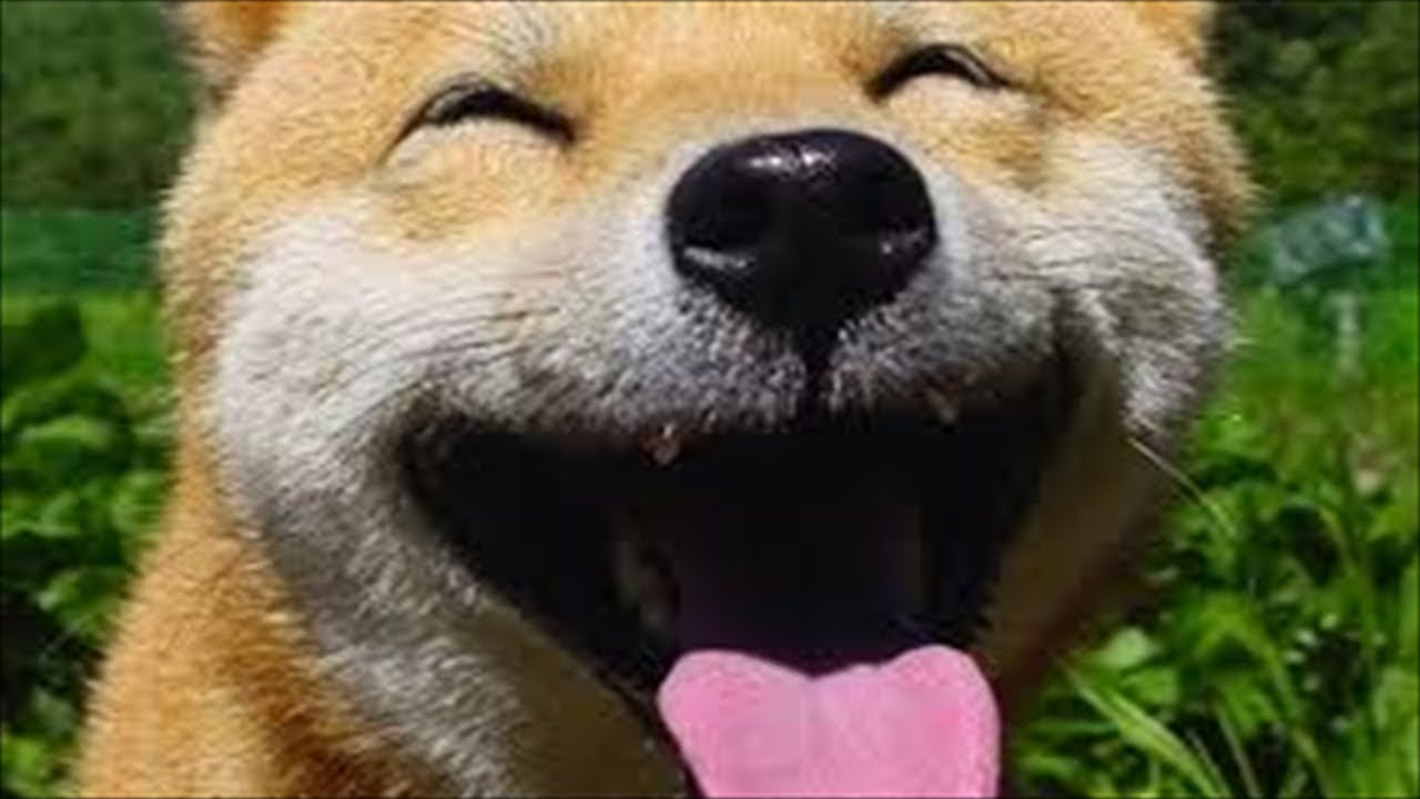 【超おもしろい】おもしろ動物ハプニング集 Vol.3【笑える～】 │ DougaBuイヌ課