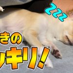 ‪【ドッキリ】寝ている犬に突然おやつを近づけると！？ハプニングに驚くチワワ